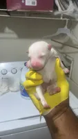 Cocaine , a female American Pit Bull Terrier for sale in New Iberia, LA – 3 of 6