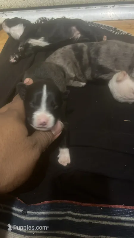 Cash Money  – American Pit Bull Terrier puppy for sale in New Iberia, LA