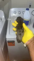 Hercules , a male American Pit Bull Terrier for sale in New Iberia, LA – 6 of 6