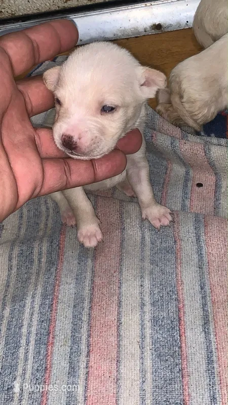 Snowflake – American Pit Bull Terrier puppy for sale in New Iberia, LA