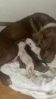 Snowflake, a female American Pit Bull Terrier for sale in New Iberia, LA – 3 of 3