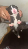 Adidas’s , a female American Pit Bull Terrier for sale in New Iberia, LA – 7 of 10