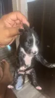 Kodack , a male American Pit Bull Terrier for sale in New Iberia, LA – 4 of 7