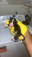 Cash Money , a female American Pit Bull Terrier for sale in New Iberia, LA – 6 of 8