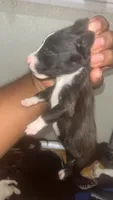 Adidas’s , a female American Pit Bull Terrier for sale in New Iberia, LA – 8 of 10