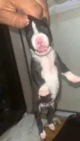 Adidas’s , a female American Pit Bull Terrier for sale in New Iberia, LA – 6 of 10
