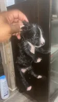 Kodack , a male American Pit Bull Terrier for sale in New Iberia, LA – 2 of 7