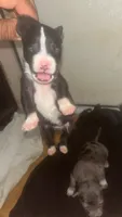 Adidas’s , a female American Pit Bull Terrier for sale in New Iberia, LA – 3 of 10