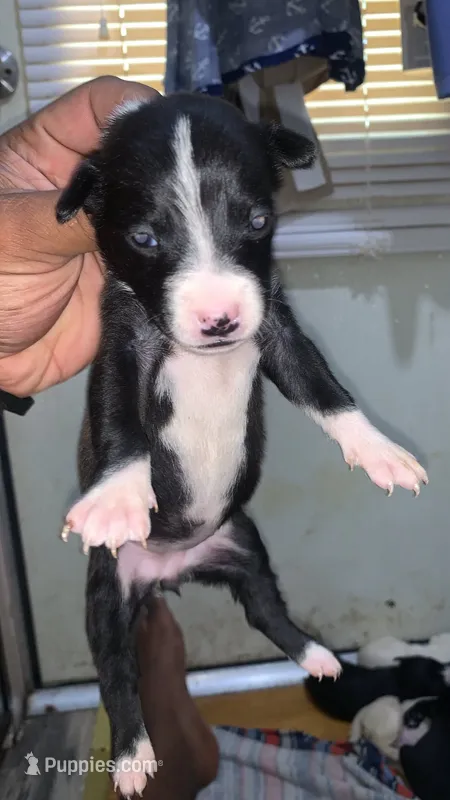 Cash Money  – American Pit Bull Terrier puppy for sale in New Iberia, LA