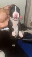 Adidas’s , a female American Pit Bull Terrier for sale in New Iberia, LA – 9 of 10
