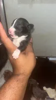 Adidas’s , a female American Pit Bull Terrier for sale in New Iberia, LA – 2 of 10
