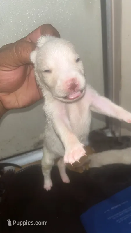 Snowflake – American Pit Bull Terrier puppy for sale in New Iberia, LA