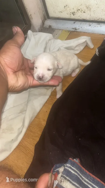 Cocaine  – American Pit Bull Terrier puppy for sale in New Iberia, LA