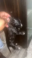 Kodack , a male American Pit Bull Terrier for sale in New Iberia, LA – 3 of 7
