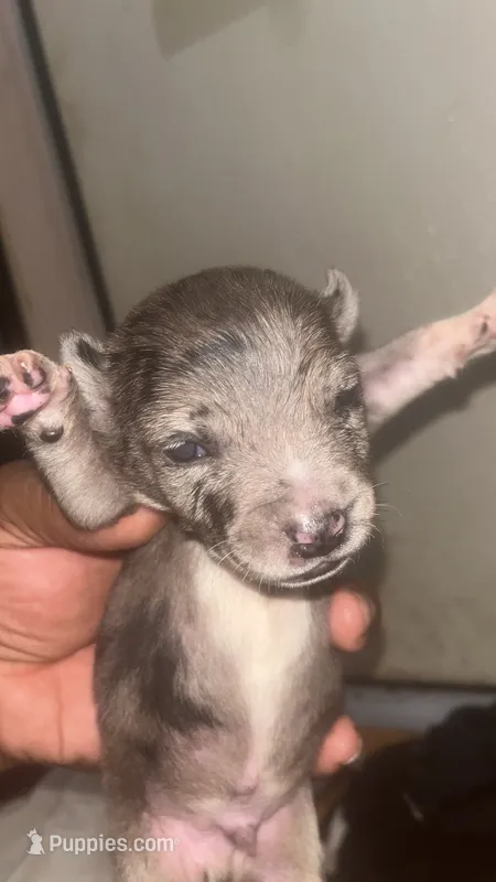 Hercules  – American Pit Bull Terrier puppy for sale in New Iberia, LA