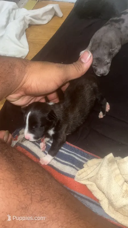 Adidas’s  – American Pit Bull Terrier puppy for sale in New Iberia, LA