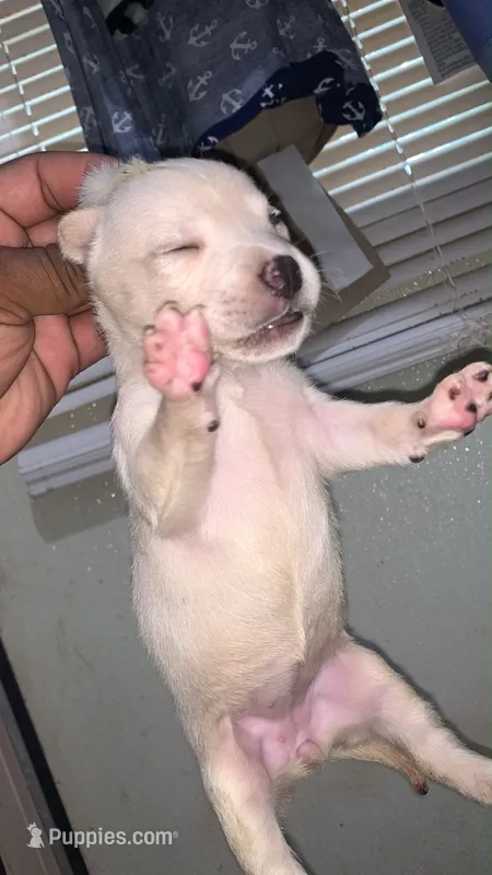 Cocaine  – American Pit Bull Terrier puppy for sale in New Iberia, LA
