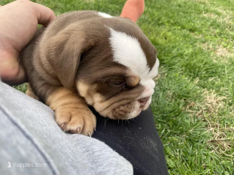 Rollie – English Bulldog puppy for sale in Chattanooga, TN