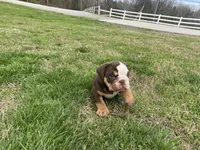 Rollie, a male English Bulldog for sale in Chattanooga, TN – Photo 4 of 4