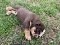 Rollie, a male English Bulldog for sale in Chattanooga, TN – Photo 3 of 4