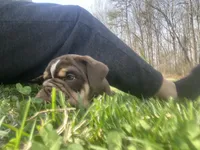 Bentley, a male English Bulldog for sale in Chattanooga, TN – Photo 2 of 3