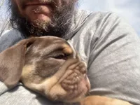 Bentley, a male English Bulldog for sale in Chattanooga, TN – Photo 1 of 3