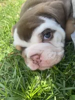 Baxter, a male English Bulldog for sale in Chattanooga, TN – Photo 3 of 3