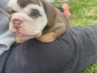 Baxter, a male English Bulldog for sale in Chattanooga, TN – Photo 2 of 3