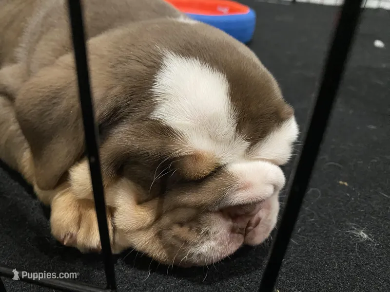 Baxter – English Bulldog puppy for sale in Chattanooga, TN