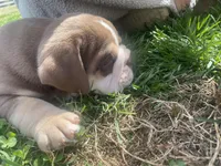 Frank, a male English Bulldog for sale in Chattanooga, TN – Photo 3 of 3