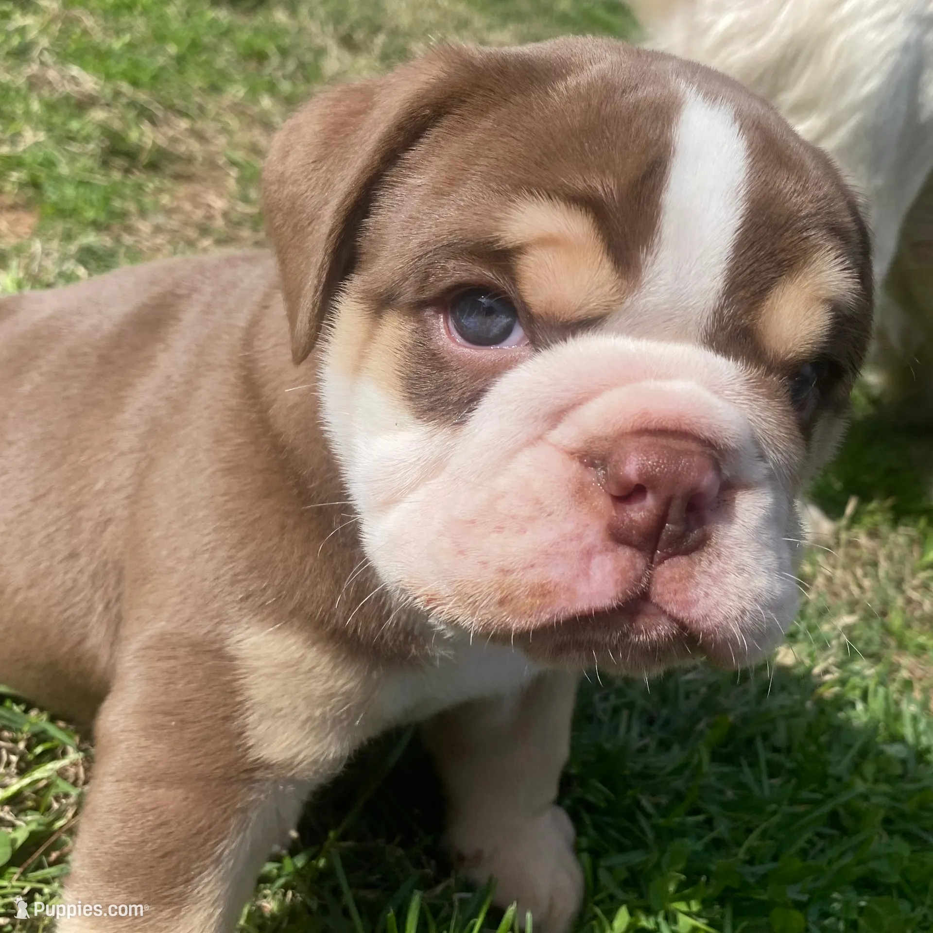 Frank – English Bulldog puppy for sale in Chattanooga, TN