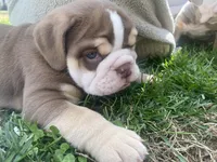 Frank, a male English Bulldog for sale in Chattanooga, TN – Photo 2 of 3