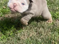 Boulder, a male English Bulldog for sale in Chattanooga, TN – Photo 3 of 4