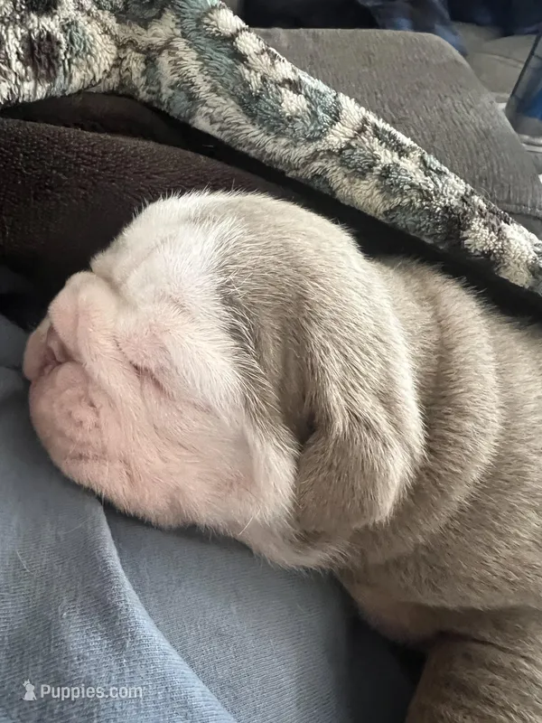 Boulder – English Bulldog puppy for sale in Chattanooga, TN