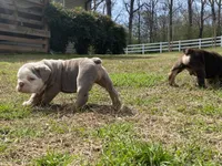 Boulder, a male English Bulldog for sale in Chattanooga, TN – Photo 4 of 4