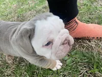 Boulder, a male English Bulldog for sale in Chattanooga, TN – Photo 2 of 4
