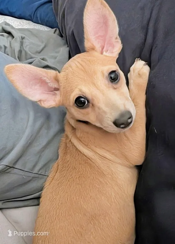 SJ  – Chiweenie puppy for sale in Windsor Locks, CT