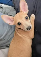 SJ , a female Chiweenie for sale in Windsor Locks, CT – 1 of 1