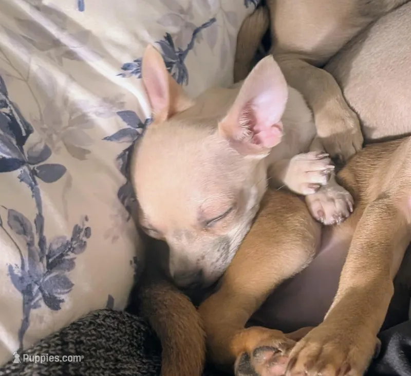 Rea – Chiweenie puppy for sale in Windsor Locks, CT