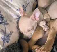 Rea, a female Chiweenie for sale in Windsor Locks, CT – 1 of 2