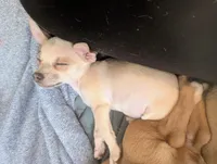 Rea, a female Chiweenie for sale in Windsor Locks, CT – 2 of 2