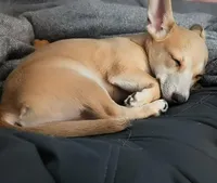 Wolfie , a female Chiweenie for sale in Windsor Locks, CT – 1 of 1