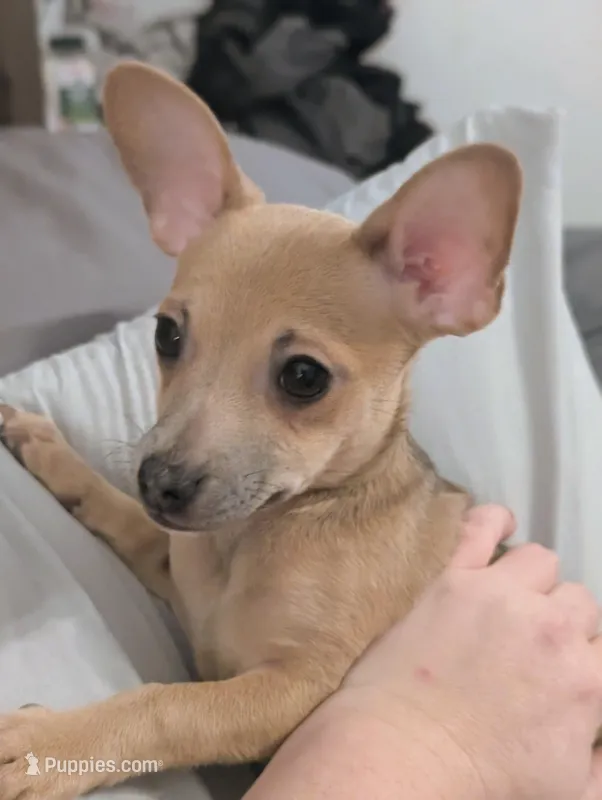Dora – Chiweenie puppy for sale in Windsor Locks, CT