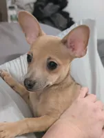 Dora, a female Chiweenie for sale in Windsor Locks, CT – 1 of 1