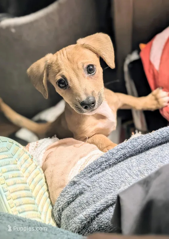 Chungus  – Chiweenie puppy for sale in Windsor Locks, CT