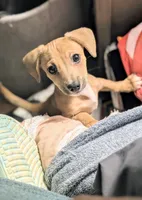 Chungus , a male Chiweenie for sale in Windsor Locks, CT – 1 of 1
