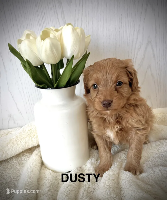 Dusty-micro goldendoodle