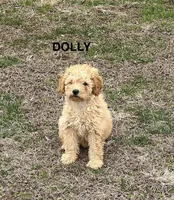 Dolly, a female Poodle - Toy  and Miniature Goldendoodle for sale in North Vernon, IN – Photo 4 of 4