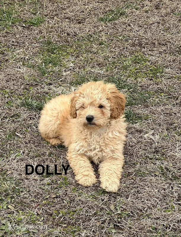 Dolly