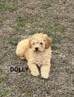 Dolly, a female Poodle - Toy  and Miniature Goldendoodle for sale in North Vernon, IN – Photo 1 of 4